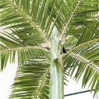 Благоустраивать сада пальмы стеклоткани 7m на открытом воздухе пластиковый