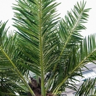 Пылайте - пальмы retardant 7.5m искусственные для гостиницы