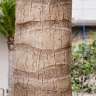 пальмы 4m вечнозеленые большие поддельные, почти естественная пальма для ландшафта сада