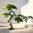 Возникновение крытых гигантских сосен Podocarpus искусственных красивое