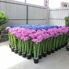Заводы почти естественные 100 бонзаев кактуса OEM искусственные Handmade